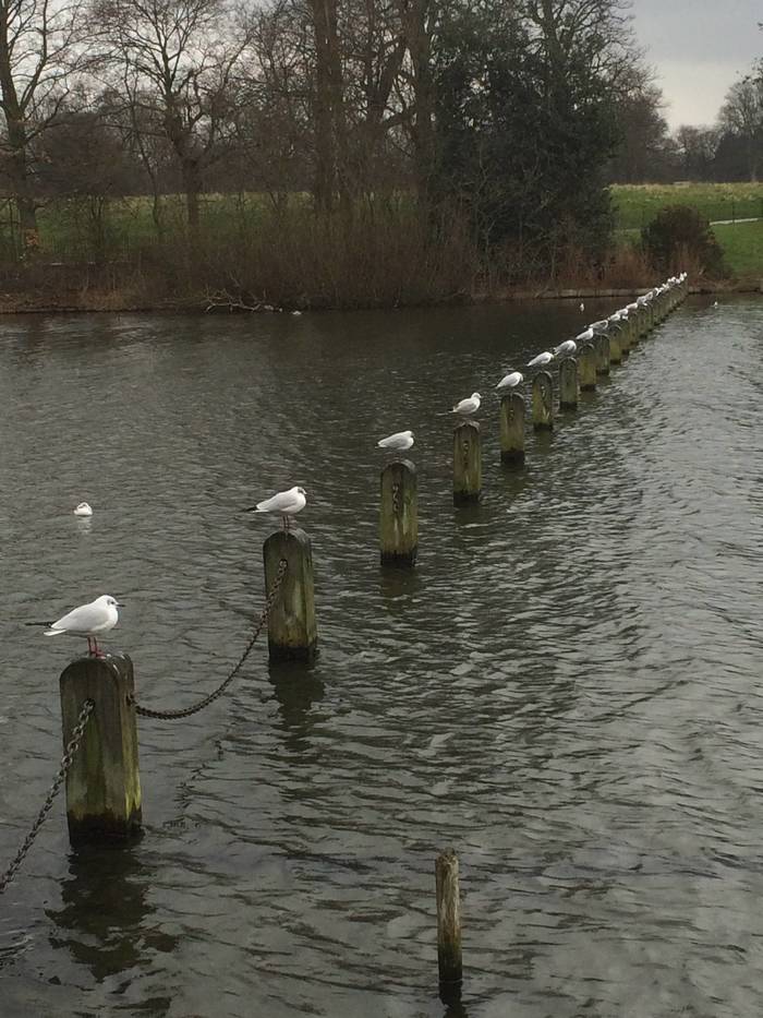You can never have too many seagull posts.