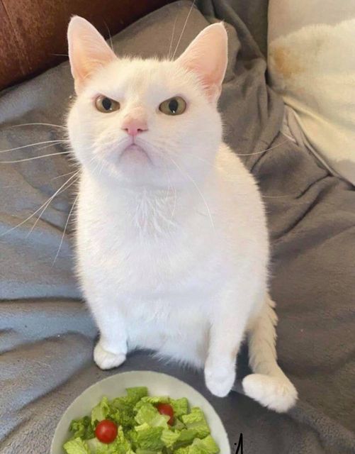 This is me when my wife brings me a salad from McDonalds