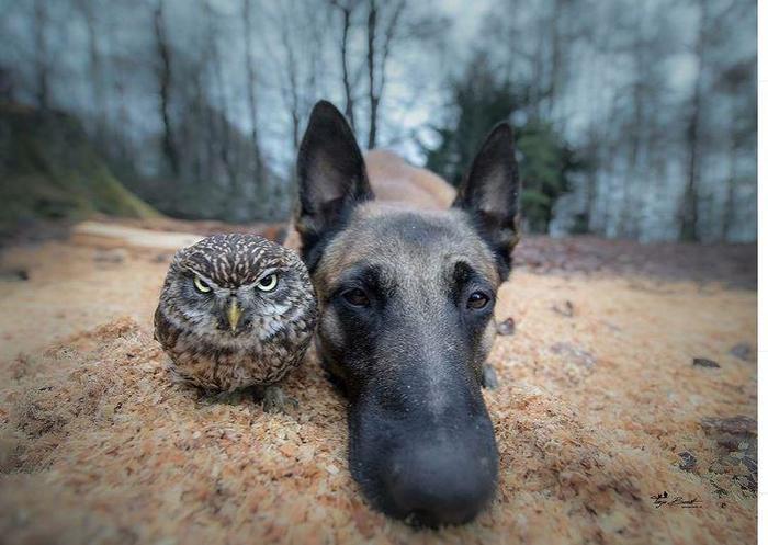 Look at the 'Angry Bird' face on the Owl!