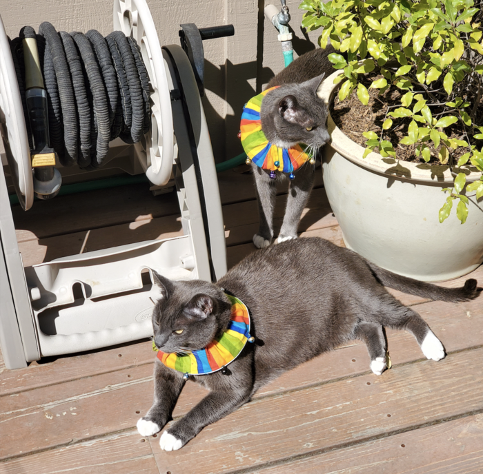 My parent's cats have been killing too many birds in the backyard. Solution #1