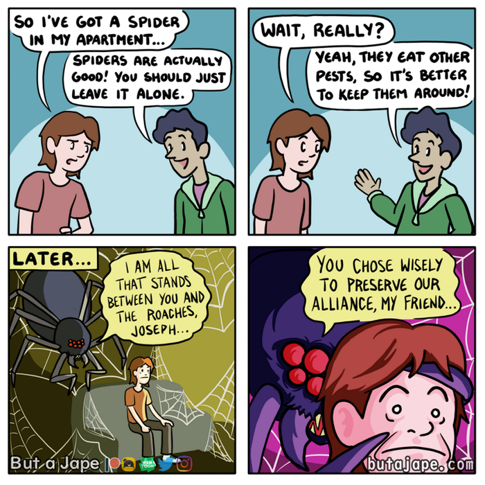 You shouldn't kill spiders