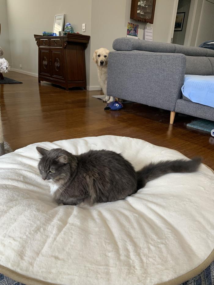 We picked up the new bed for the dog today.