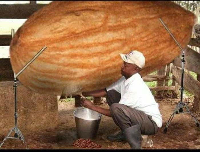 For all of you uneducated swine, this is how almond milk is extracted.