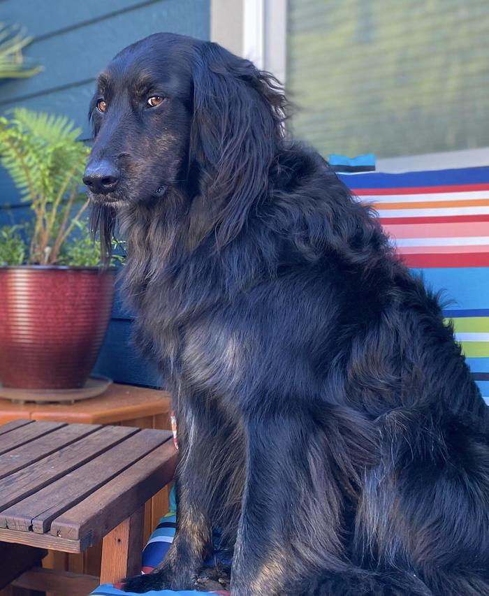 My dog doesn’t bite....he judges