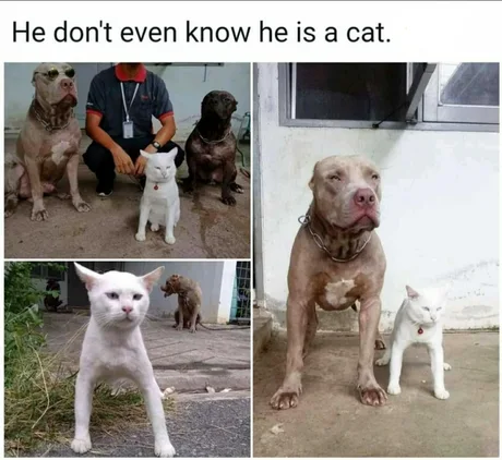 He thinks he's a dog