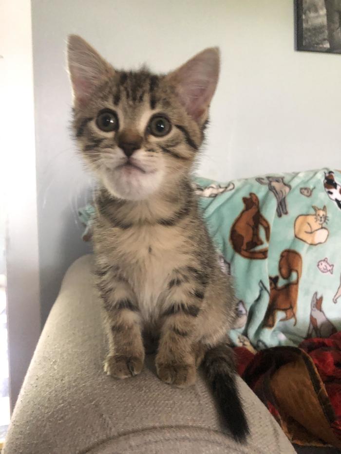 A Bumblebee got into our house and stung our kitten. Ended up turning her into Thanos.
