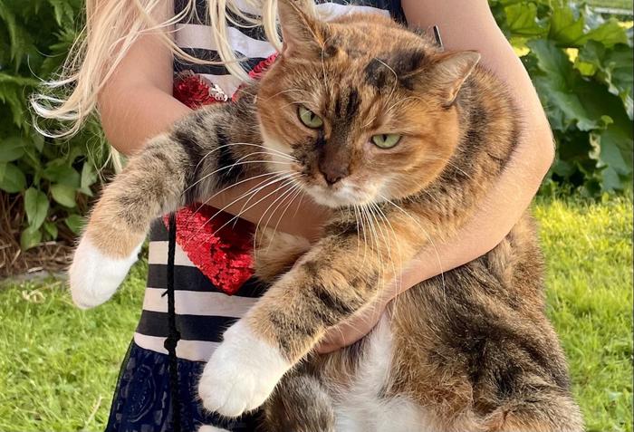 The neighbourhood kid loves my cat and insists that my cat loves her back. This picture accurately shows how much kitty loves her.