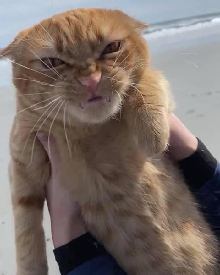 Ugh damn, I hate the sea, let's go back to town