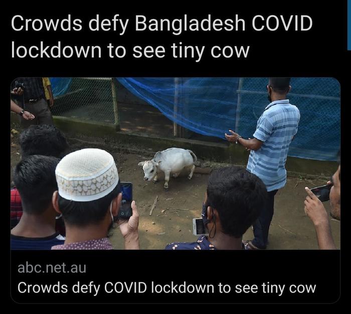 Who wouldnt?! Its a tiny cow!