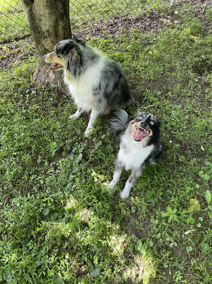 The chances of being killed by your miniature Australian Shepherd are low, but never zero.