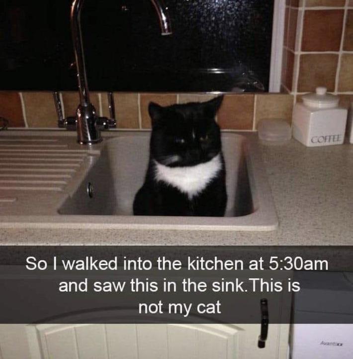 Mystery cat