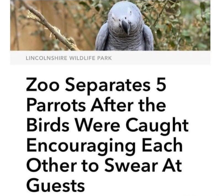 They got separroted