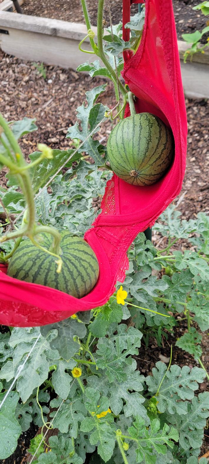 Found some support for my growing melons