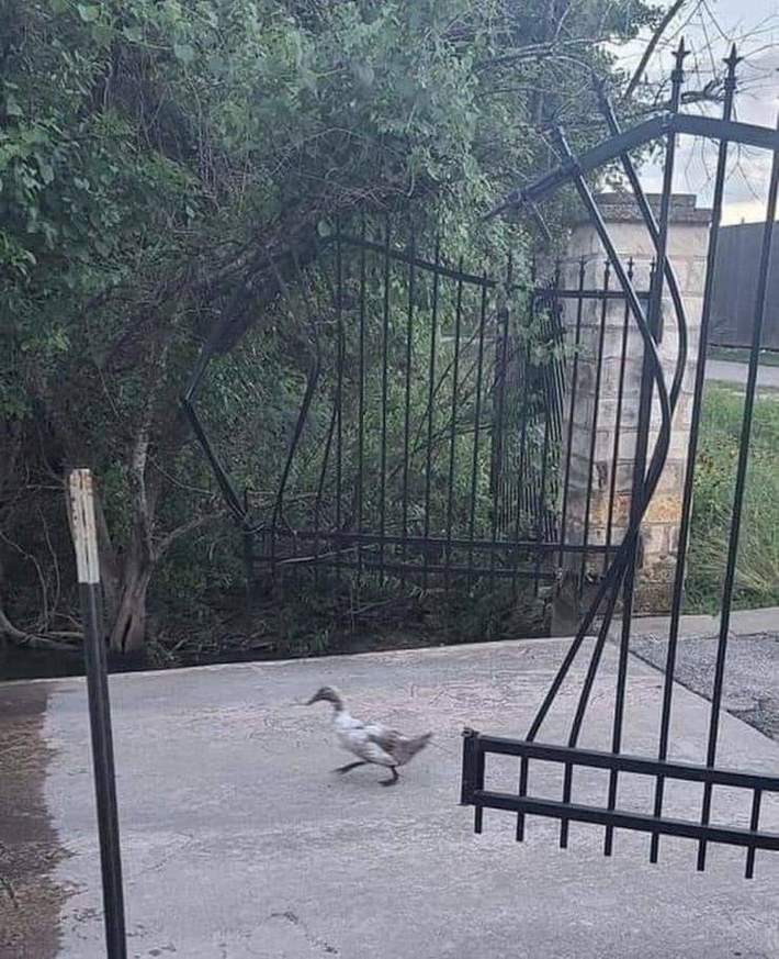 Don't mess with this duck!
