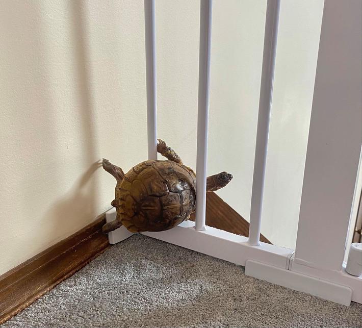 “Jennifer Slopez is forever determined to go downstairs. Had to put up this gate that even grown, able-bodied adults struggle to open. She does not respond to verbal commands like "TURTLE! NO!!!"