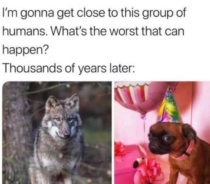 This is how artificial evolution looks