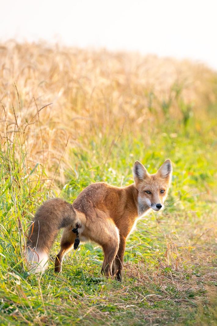 Bought a new lens to photograph wildlife. Fair to stay the lens paid off for itself