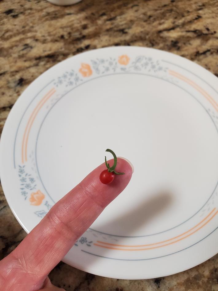 I think my attempt at growing tomatoes turn out rather well.