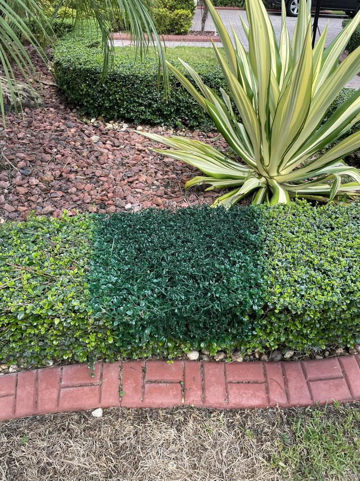 Noticed a section of the hedge had turned brown and died. Mentioned it to my husband, came home to this…