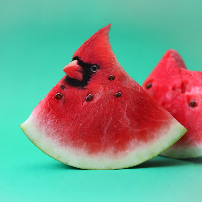 I photoshop animals into random objects. Here's my latest creation.