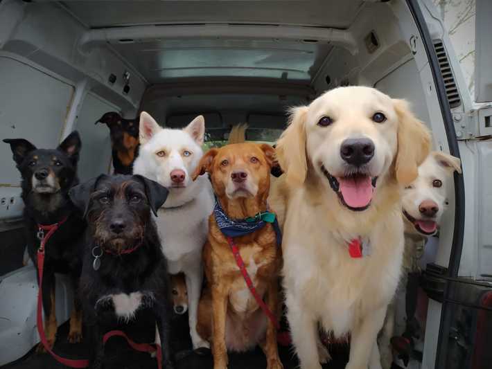My friend's pet is very shy, specially around other dogs. Today was his first doggy day care. This is the photo the dog sitter sent to him. Guess where he is in the photo?