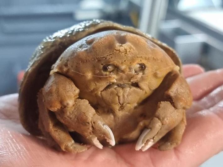 This is an Australian sponge crab. I can’t