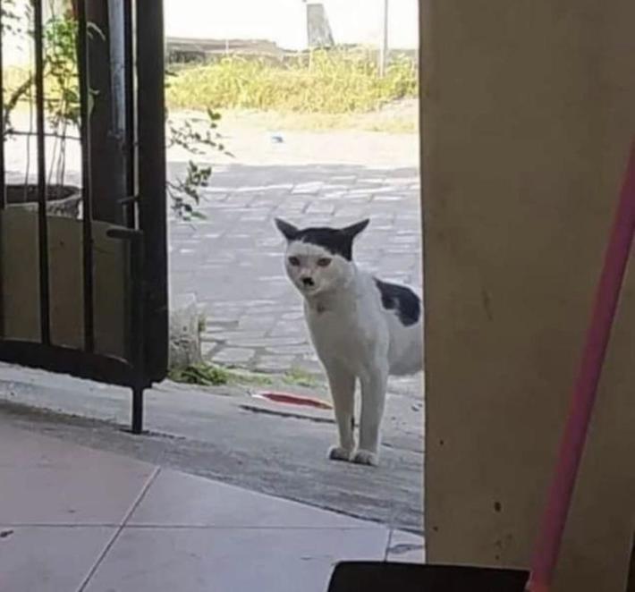 MFer coming in here talking about wiping out all dogs. Wants us to call him “Mein Purrher” and should salute him with “Heil Kitler!”