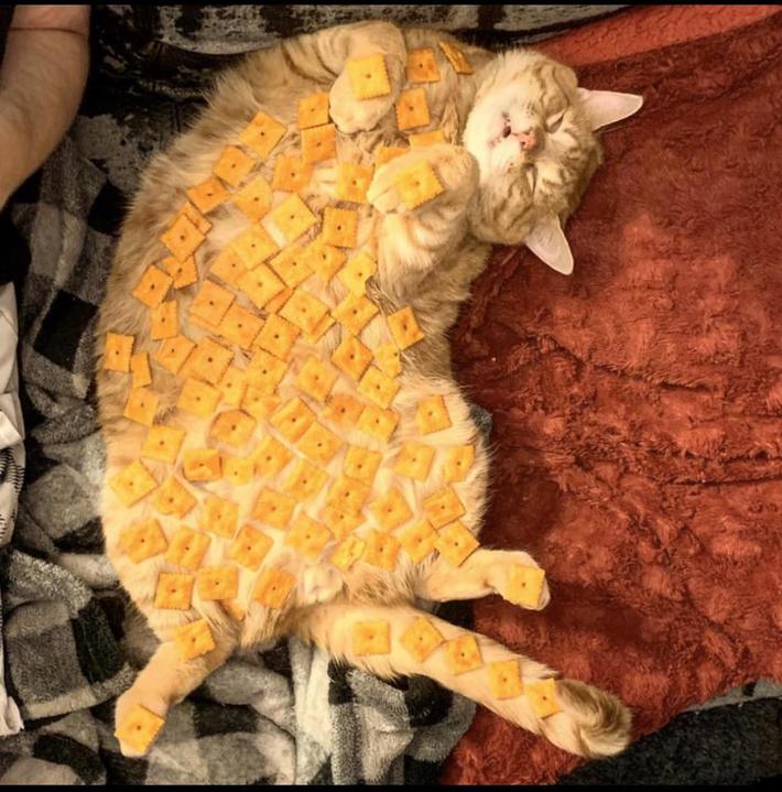 Sooo, my cat goes into deep sleep and doesn’t mind being touched, so we went for a record. He is now... CheezitCat!