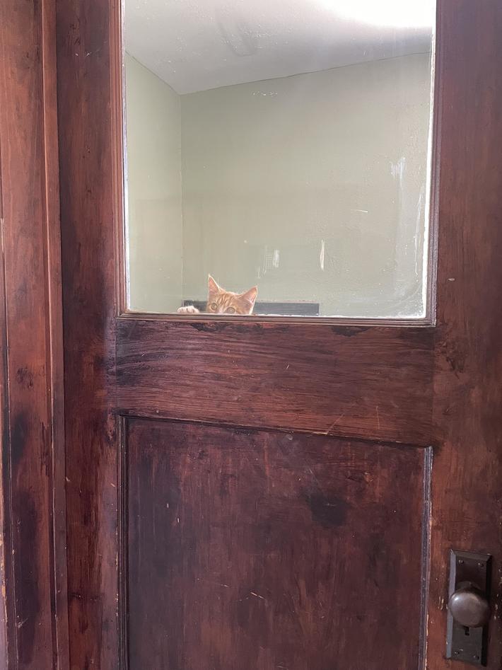 Guys help. I don’t own a cat