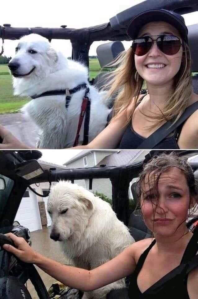 Poor dog. His face says it all