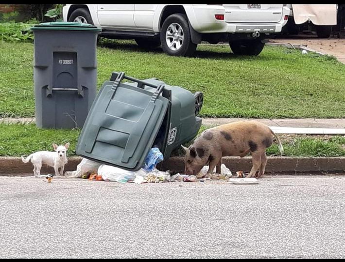 There's a wild piggie &amp; Chiwawa gang terrorizing my mom's neighborhood