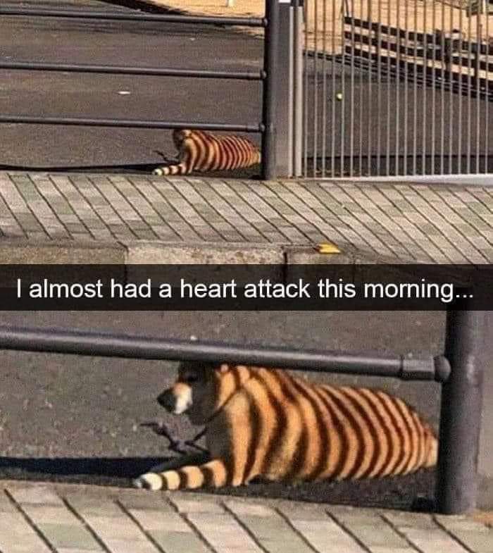 TigerDog