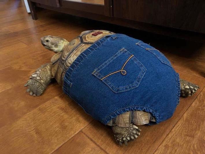 She got APPLE BOTTOMED JORTS - TORTS IN THE JORTS.