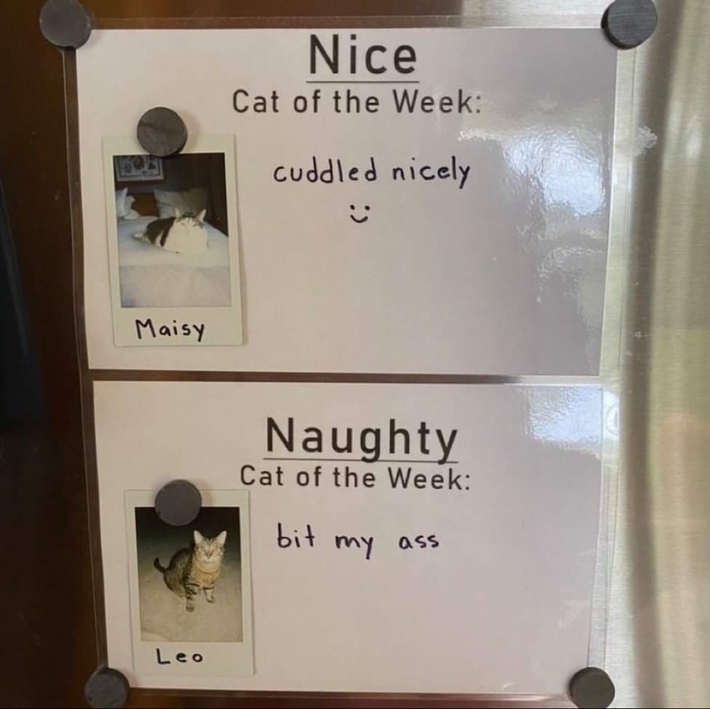 Leo's getting coal in his stocking this year