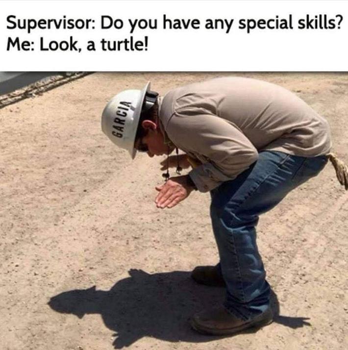 Look, a turtle!