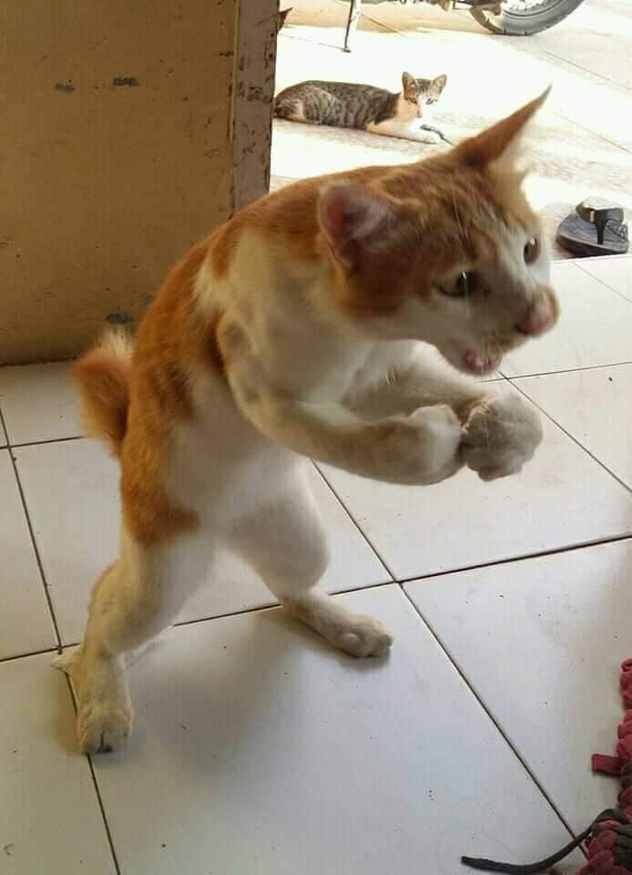 What is this cat trying to say?
