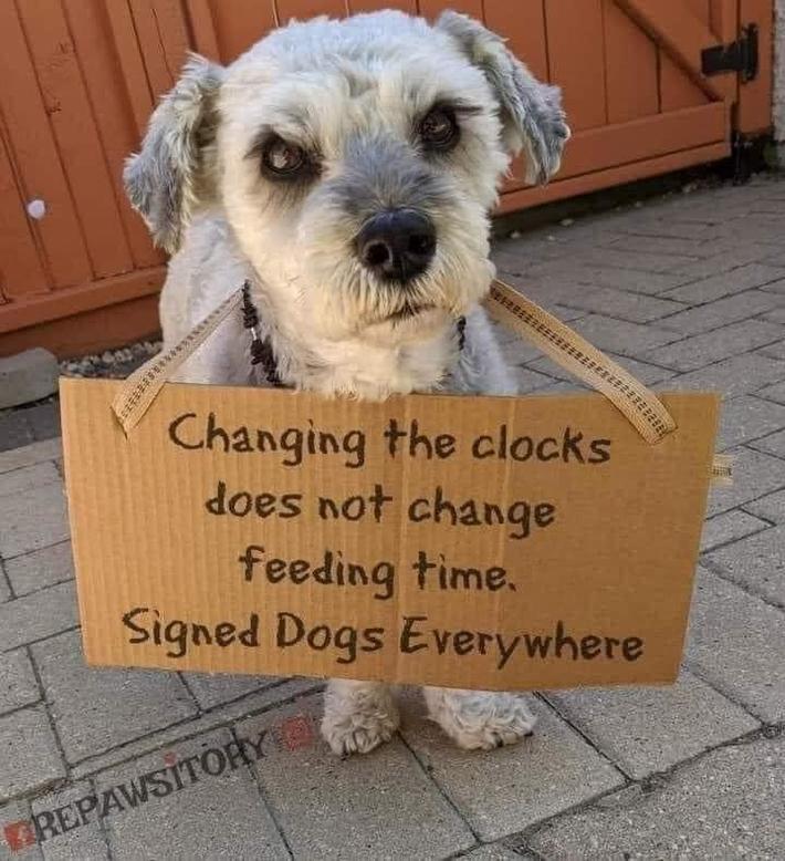 Dogs and animals alike!