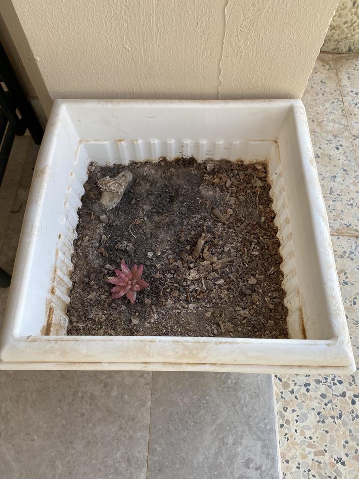 I’ve been watering this little succulent which was sharing a pot with a money plant for the last 1-1/2 years. The money plant died, but the succulent kept on flourishing. Until I came home one evening and it was askew in the pot. It was then that I realized the succulent was in fact made of plastic.