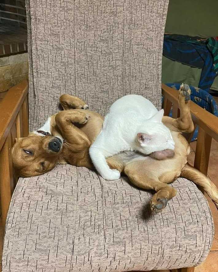 Just best buds cuddling...