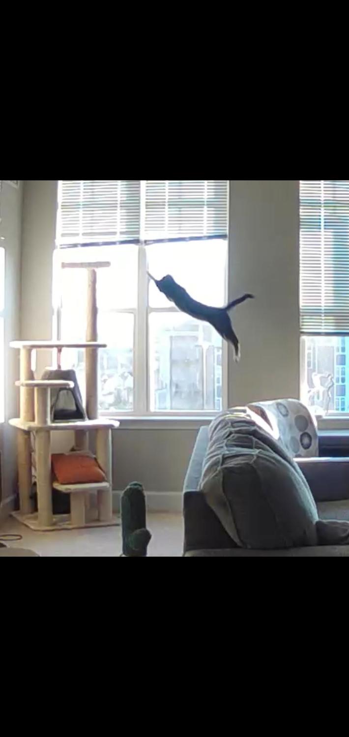 My Ring camera detected movement in my apartment.