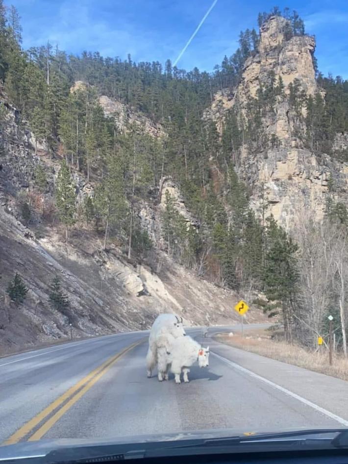 My friend almost hit these fuxkin sheep!