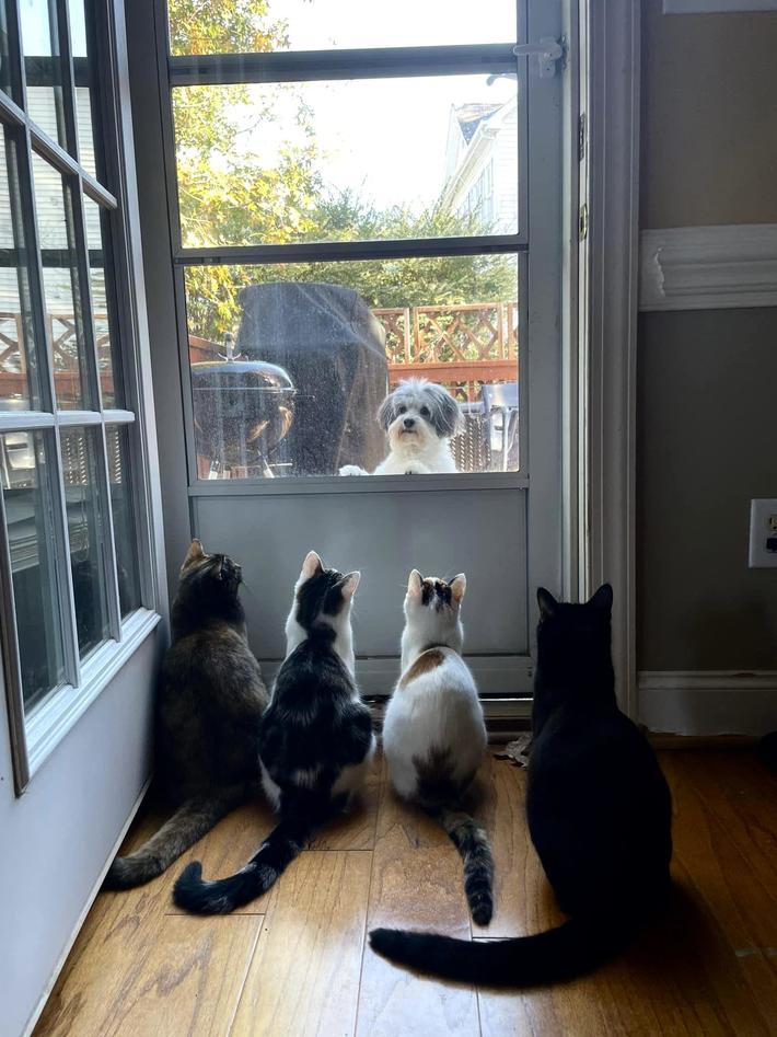 And now, the High Council must deliberate on whether the canine has proven herself worthy to rejoin its advanced and climate-controlled civilization