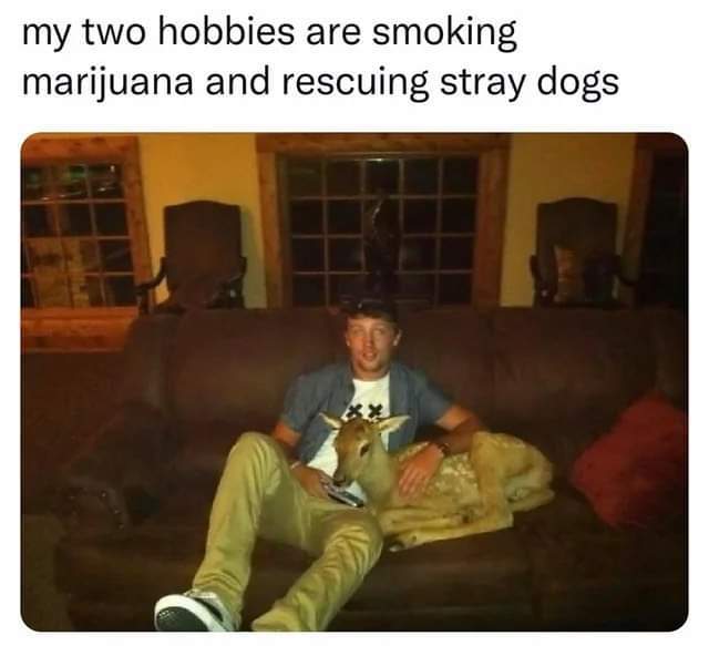 And cats too