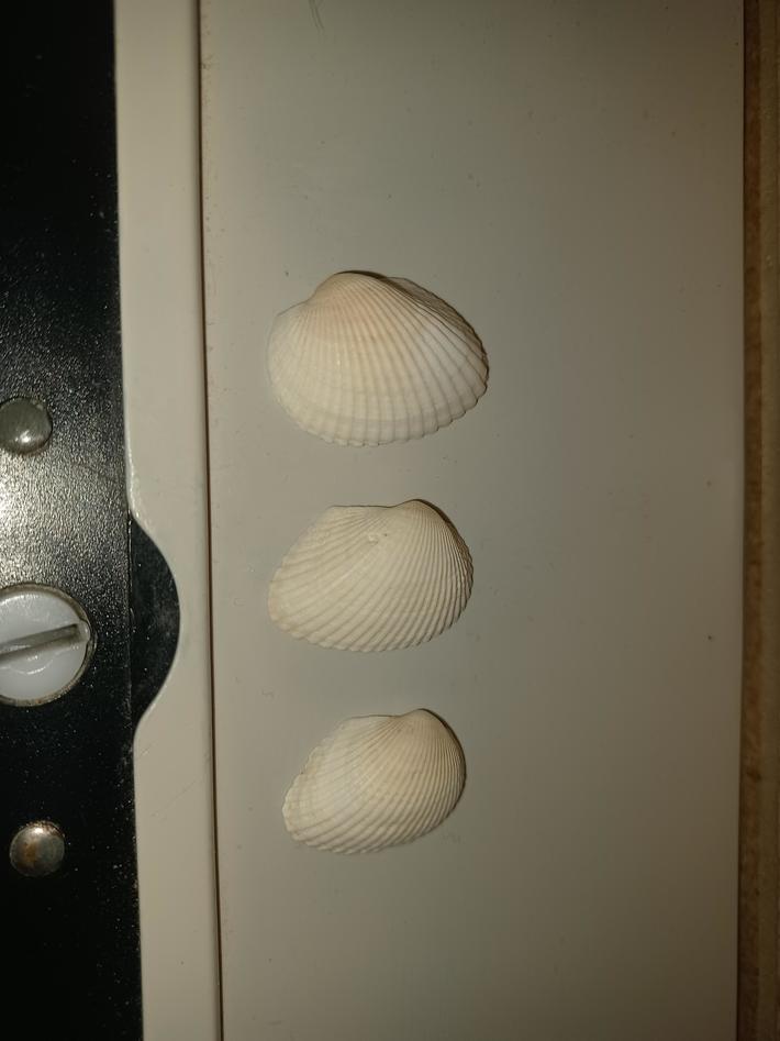 I'm a truck driver and I like to leave three seashells in the toilet stalls at truck stops.