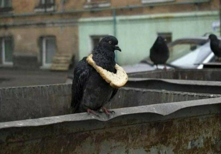 A symbol of wealth among the pigeon community.