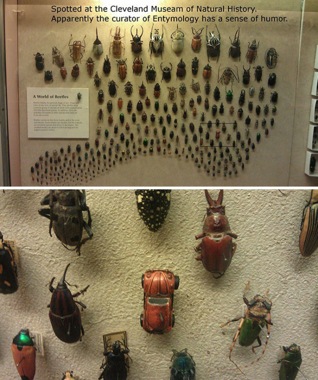 Meanwhile, at the Cleveland Museum of Natural Histroy