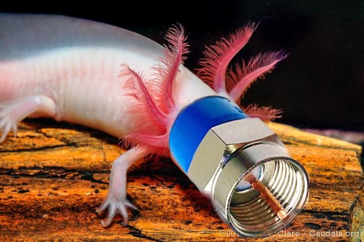 It's a....coaxolotl! I'll see myself out
