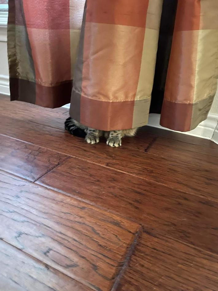 My mom’s cat must wonder how we keep finding her.