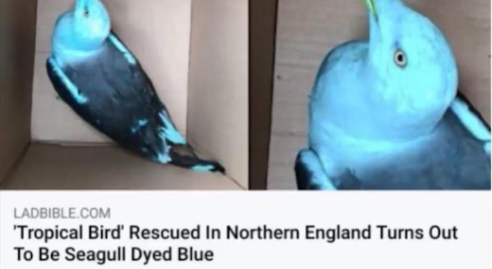 Blue bird