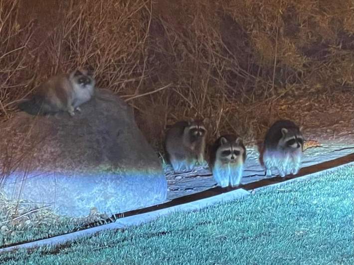 This cat ditched his owners to live his best life with his pals. The racoons must feed him well enough, he doesn't even stop by for cat food anymore.